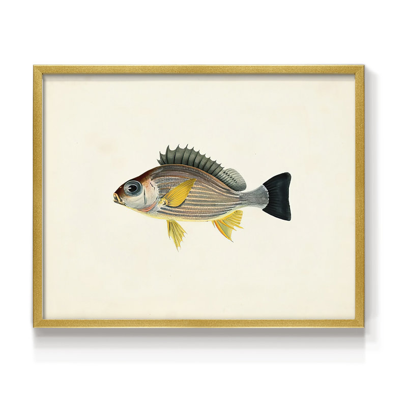 Collection de poissons tropicaux III - reproduction encadrée - réarmable