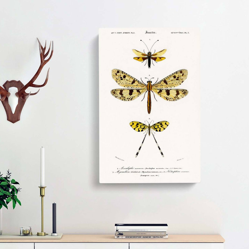 Butterfly Illustrations PL. 3 by Charles D Orbigny - Wrapped Canvas, 50cm H x 35cm W x 3cm D