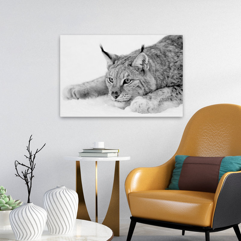 Lynx - photographie, animaux, chats, H 16 po x l 24 po