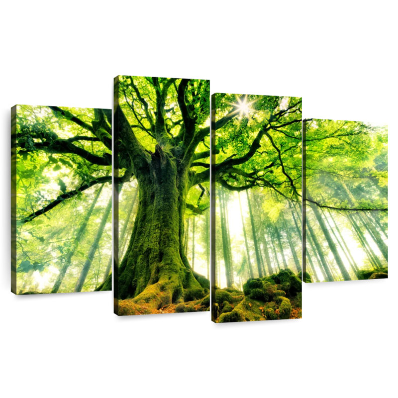Hêtre Harnek Ponthus dans la forêt de Brocéliande, H 22 po x l 36 po
