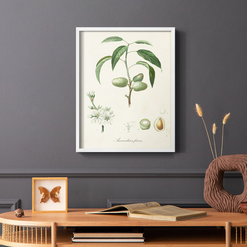 Antique Ammond Botanical I, reproduction encadrée - bois massif, Blanc, H 20 po x l 16 po