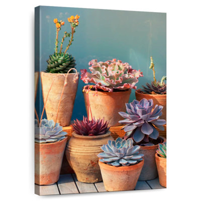 Plante grasse Harnek sur table