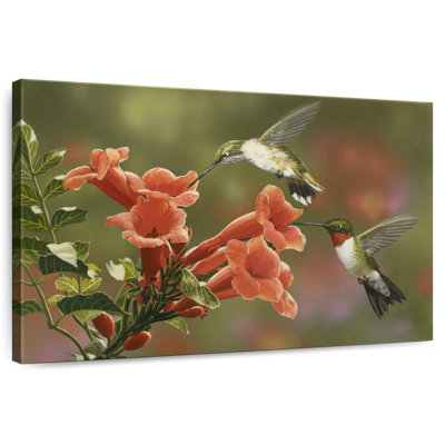 Hummingbirds And Trumpet Flowers