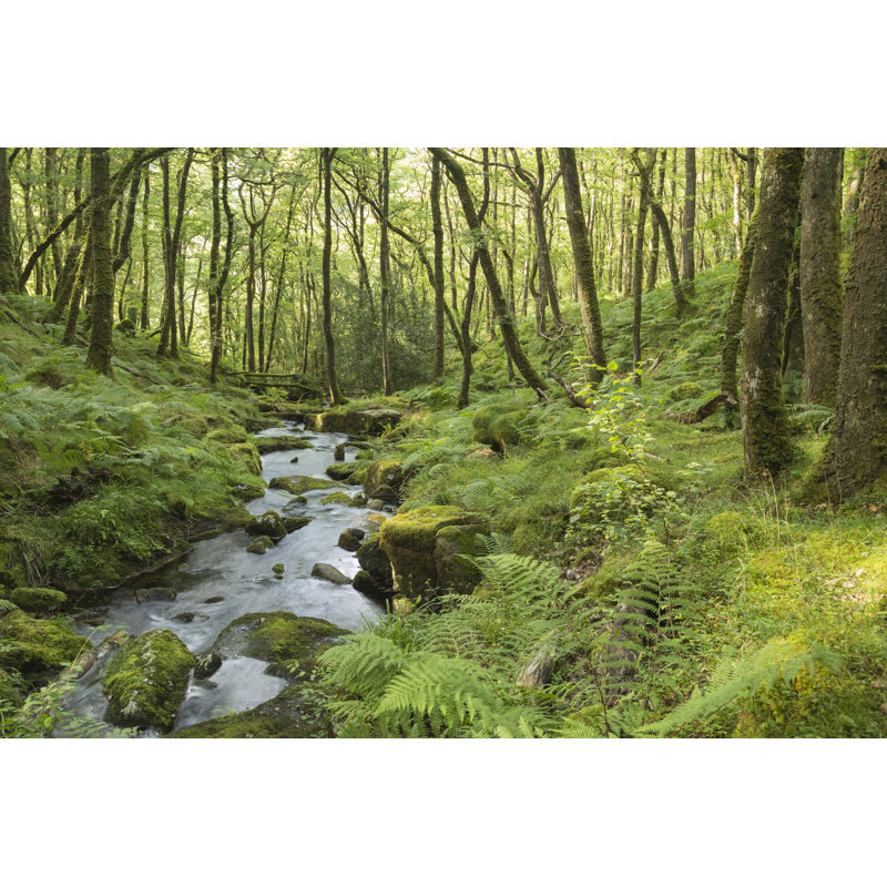 Stream In The Forest - Wrapped Canvas Print, 81cm H x 122cm W x 3.8cm D