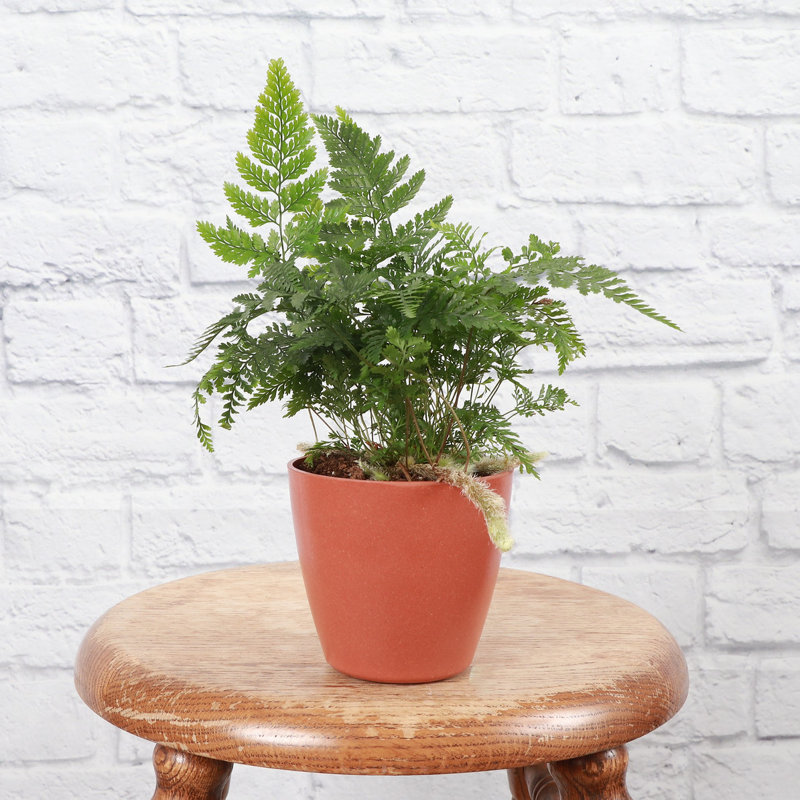 Live Rabbit's Foot Fern Plant