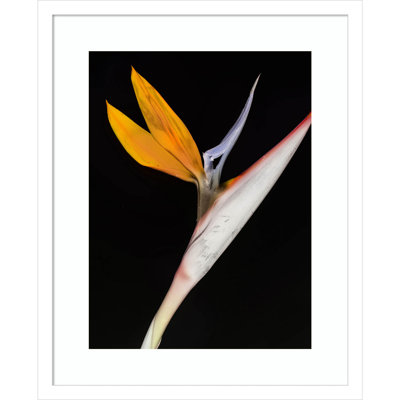Olcott "Bird of Paradise" Print