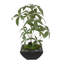 Faux Money Tree (Pachira Aquatica) (Jade Plant), Succulent, Moss Tree in Metal Pot
