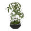 Faux Tree in Pot
