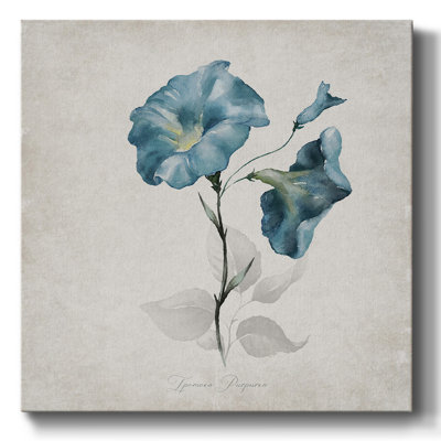 " Morning Glory "