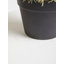 30cm Faux Cactus Plant in Pot