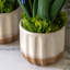 Spring Hydrangea Purple in Ceramic Pots