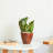 2-Pack 10 In.Dark Wood Plastic Self-Watering Planter Pot-300164715