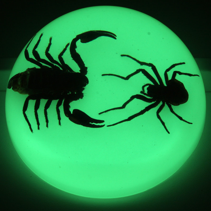 Presse-papiers en dôme Putman Fighting Scorpion & Spider
