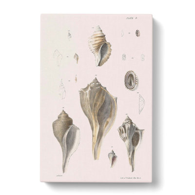 Types Of Seashells PL. 9 by J.E. De Kay - Wrapped Canvas