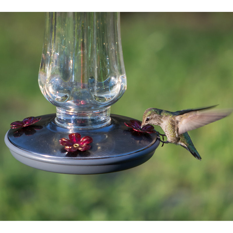 Mangeoire à colibris en verre lala