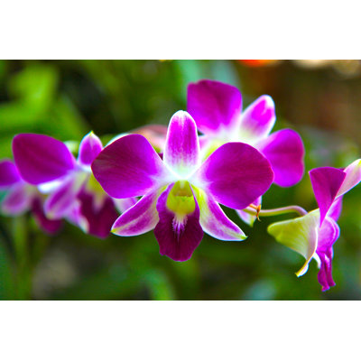 Pink Orchid - Wrapped Canvas Print