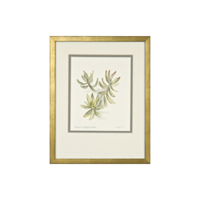 Sedum Coppertone Print by Daughdrill