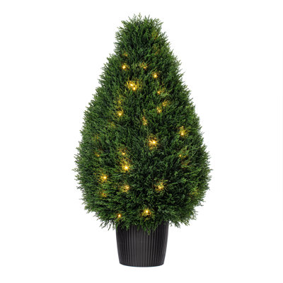 Cedar Teardrop Shaped Bush Cedar Teardrop Shaped Bush