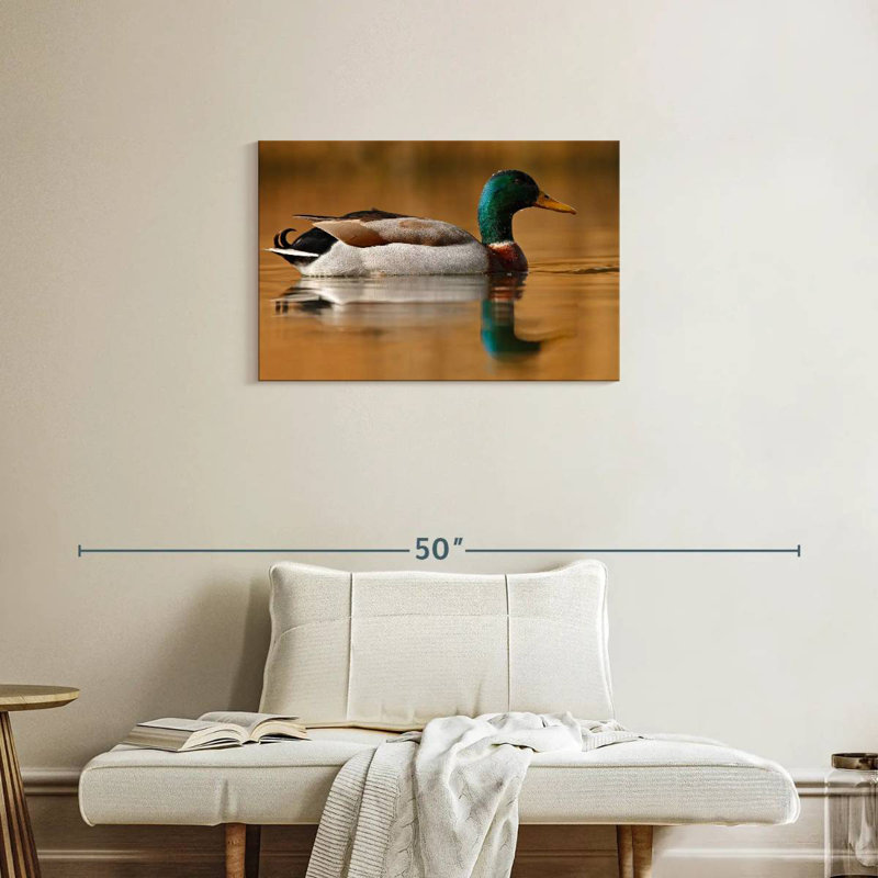 Canard colvert Brampt, H 20 po x l 30 po