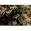 Tapis oriental Agra 6 x 9