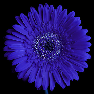 Kerriana Super Duper Daisy - reproduction de photo sur toile tendue