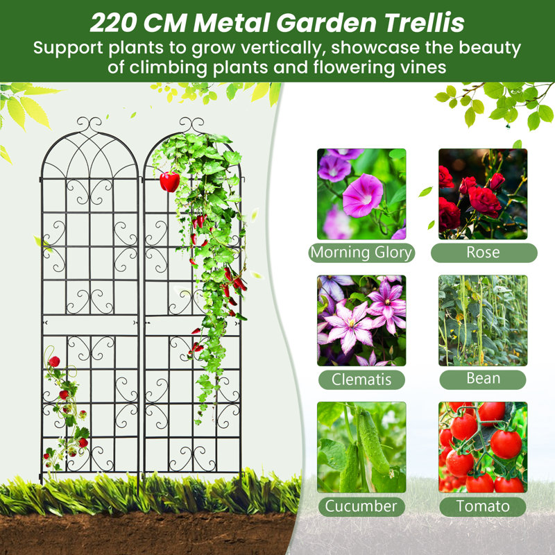 Metal Arched Trellis, 220cm H x 50cm W