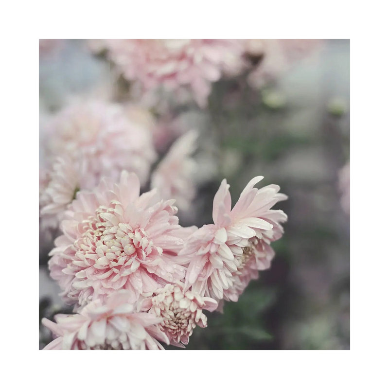 Evening Blooms by Sarah Gardner - Print on Canvas, 66.04 cm H x 66.04 cm W x 1.91 cm D, Wrapped Canvas