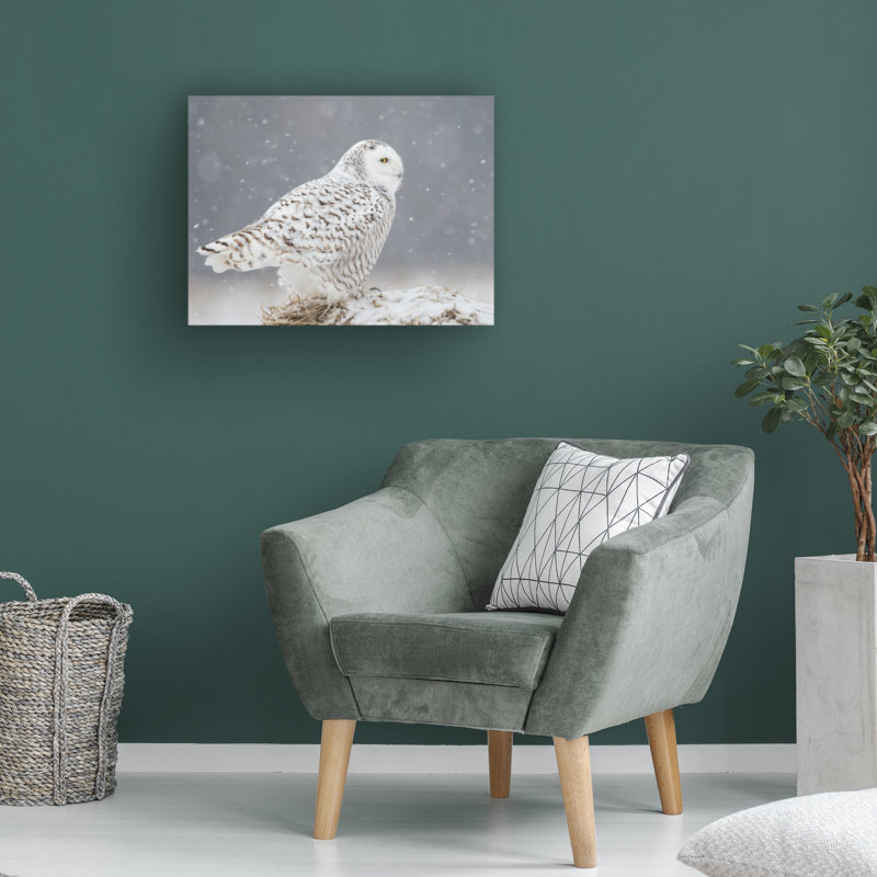 Art sur toile «Bachelor Ming H Yao A Side Portrait of Snowy Owl», H 18 po x l 24 po