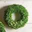 Boxwood Wreath-1919842299