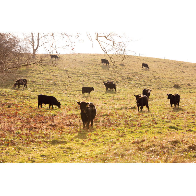 Fall Field I by Aledanda - Photograph, 20cm H x 30cm W, Black Floater Framed
