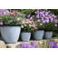 Sundhya Pot Planter-1759075838-1759075833