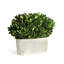 Alby Boxwood Topiary in Ceramic Pot