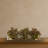 Sedum Succulent in Rectangular Planter
