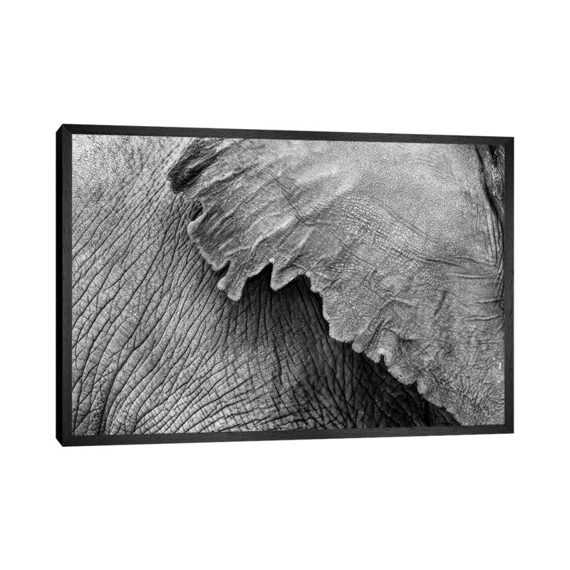 Elephant Ear And Texture - Black And White 1 Piece Wall Art on Canvas, 66.04 cm H x 45.72 cm W, Black Framed