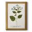 Nature imprimée Botanicals VI, toile encadrée de qualité supérieure - prête à être accrochée-595109407