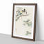 Great Tits in a Maple Tree by Ohara Koson - Framed Print-55575526-55575527