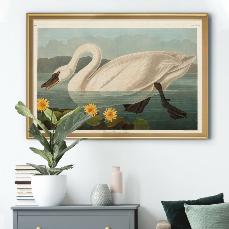 Common American Swan - reproduction de cadre photo sur toile, Doré, H 30,5 po x l 42,5 po x P 1,5 po