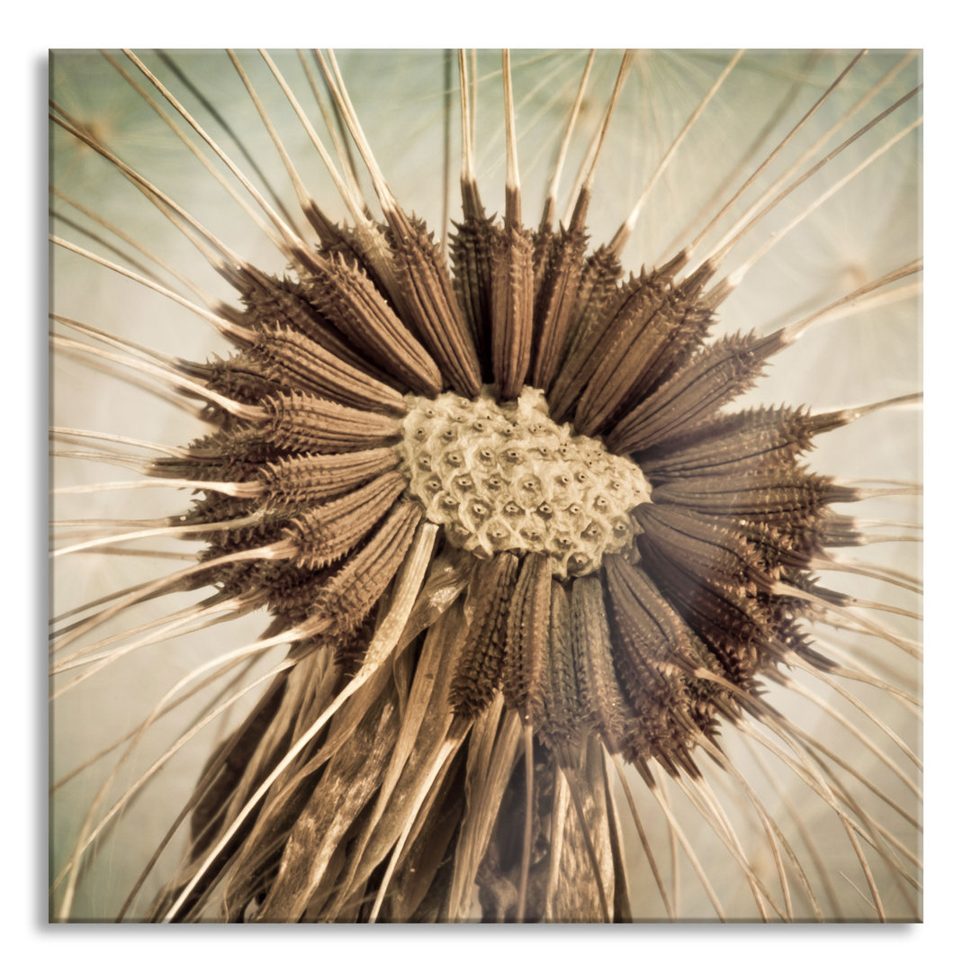 Glasbild Dried Dandelion