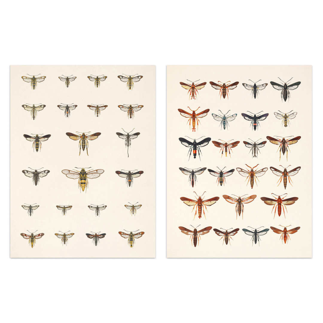 Vintage Bug Insects Butterflies Moths 2-Piece Set Unframed Wall Art Prints Bathroom Bedroom Aesthetic Retro Historical