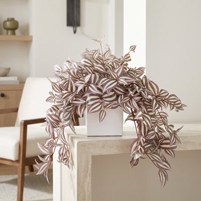 Tradescantia Arrangemed in Fiberstone Pot