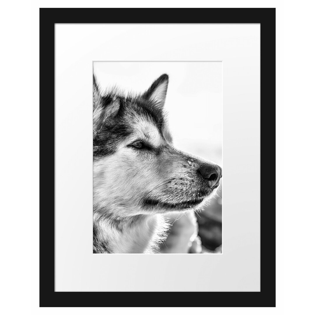 Gerahmtes Poster Husky im Schnee