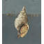 Seashell A Print by Sarah Atkinson-26931711