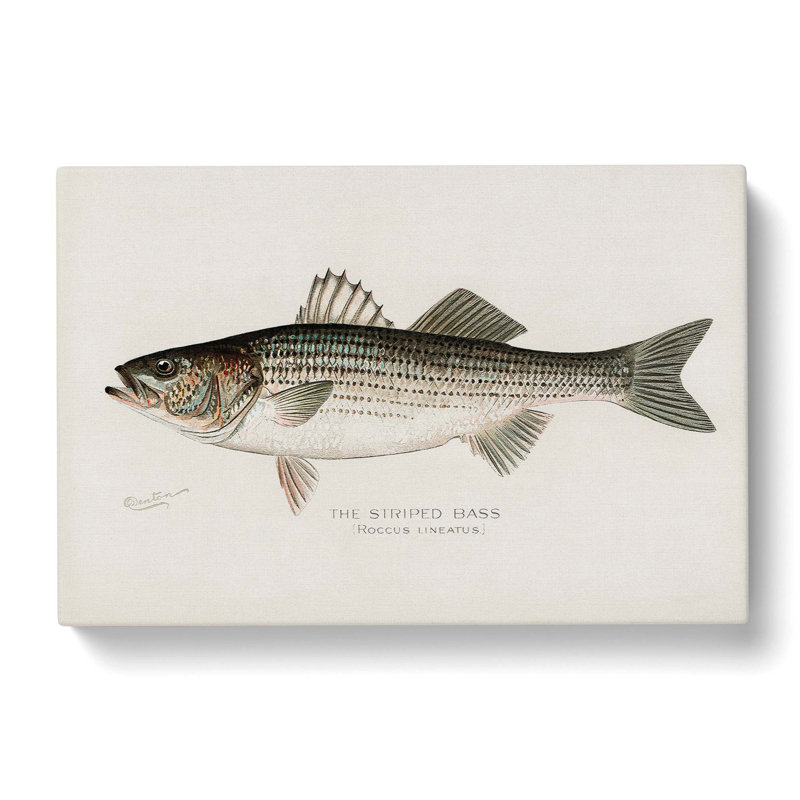 Striped Bass by Sherman F. Denton - Wrapped Canvas Painting, 35cm H x 50cm W x 3cm D