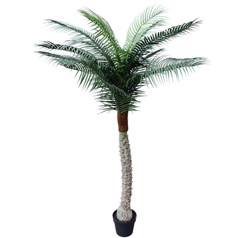 Palmier 82 po en pot