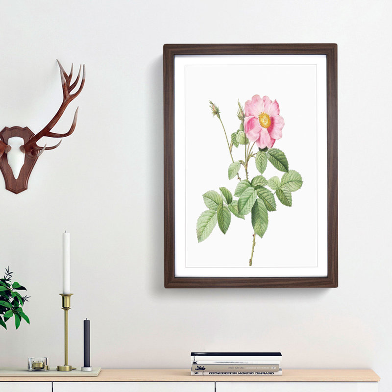 Pink Cabbage Roses by Pierre-Joseph Redoute - Picture Frame Painting Print, Walnut Framed, 48cm H x 36cm W x 2cm D