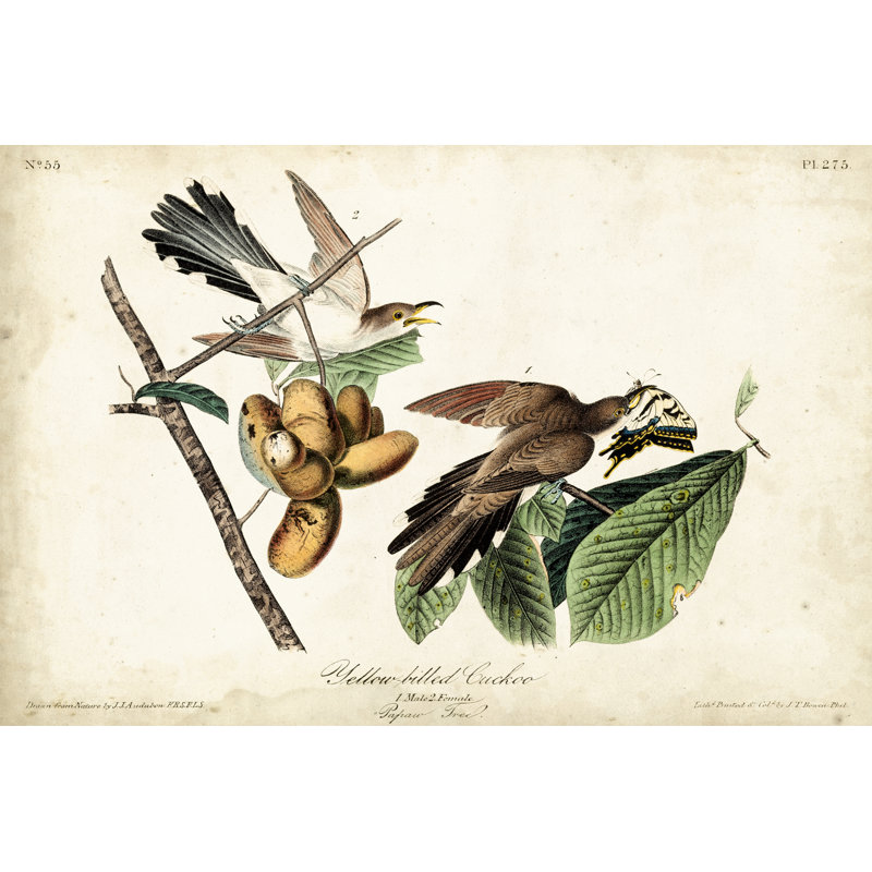 Yellow-Billed Cuckoo by John Audubon - Painting, Wrapped Canvas, 30 cm H x 46 cm W