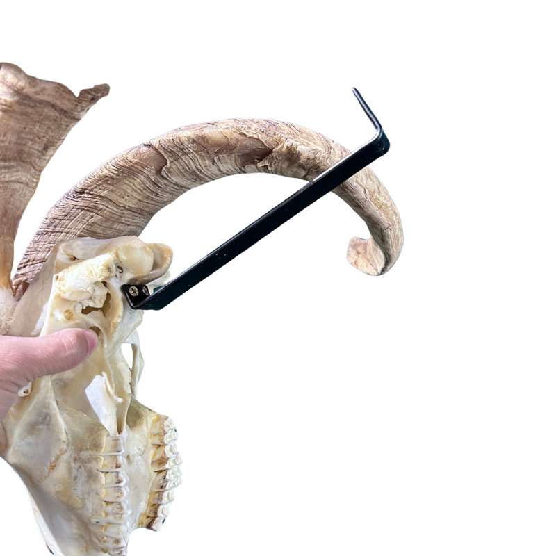 Kharlie Real Angora Ram Skull