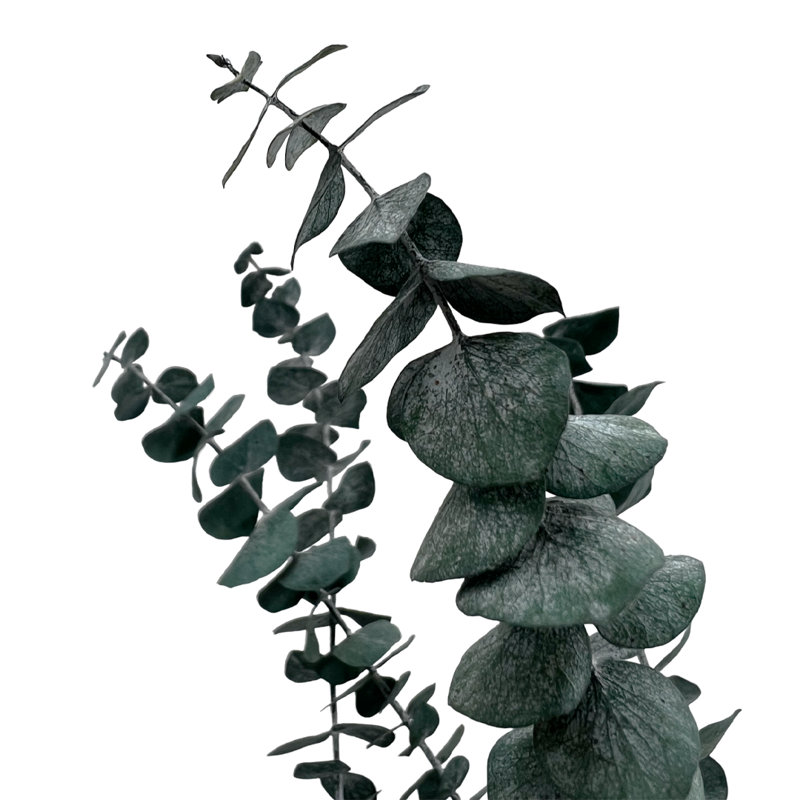 Ensemble de 4 bouquets d'eucalyptus séchés, Bleu