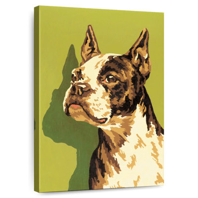 Boston-terrier
