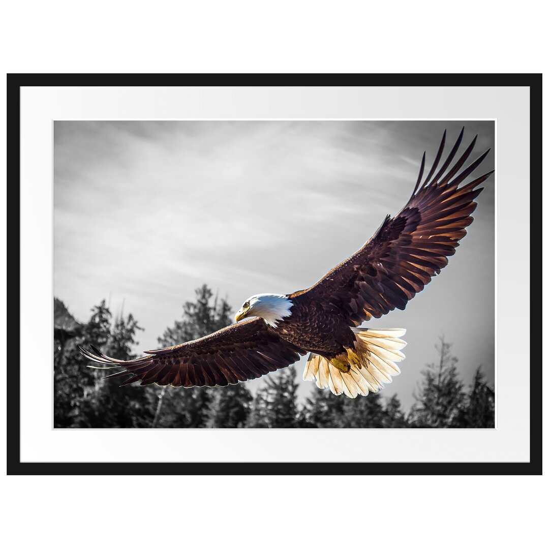 Gerahmter Fotodruck Large Flying Eagle